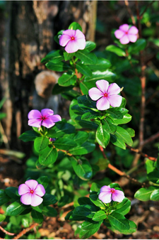 Periwinkle Flower Tea