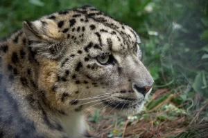 The Snow Leopard