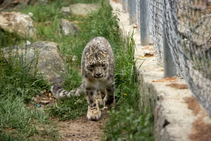 The Snow Leopard called lovely