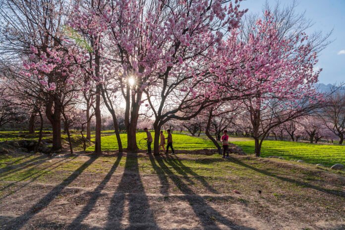 HUNZA BLOSSOMS