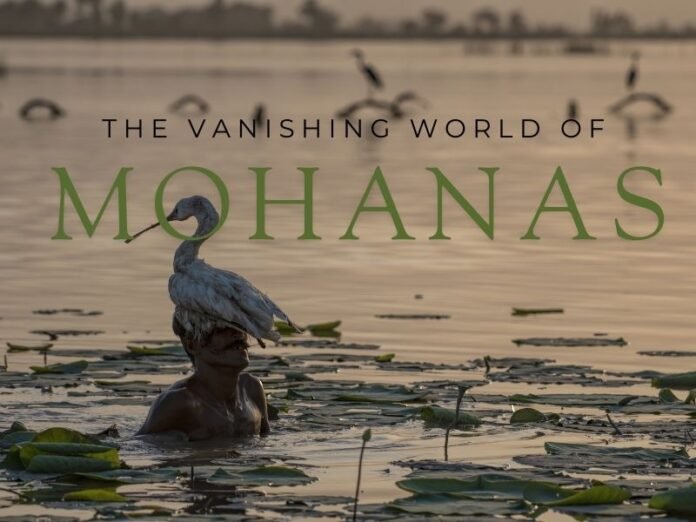 The Vanishing World of Mohanas